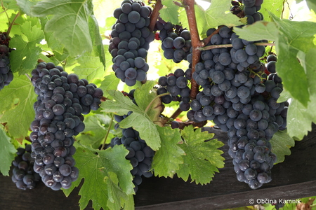 Sladki grozdi v kamniškem Parku Evropa (1)